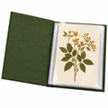 Qbbmnn Herbarium Specimen Album image 1